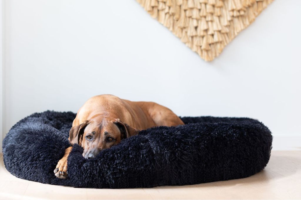 Choosing the Perfect Bed for Your Large Dog