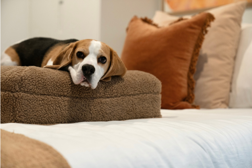 Winter Dog Beds: Keeping Your Furry Friend Warm and Cozy